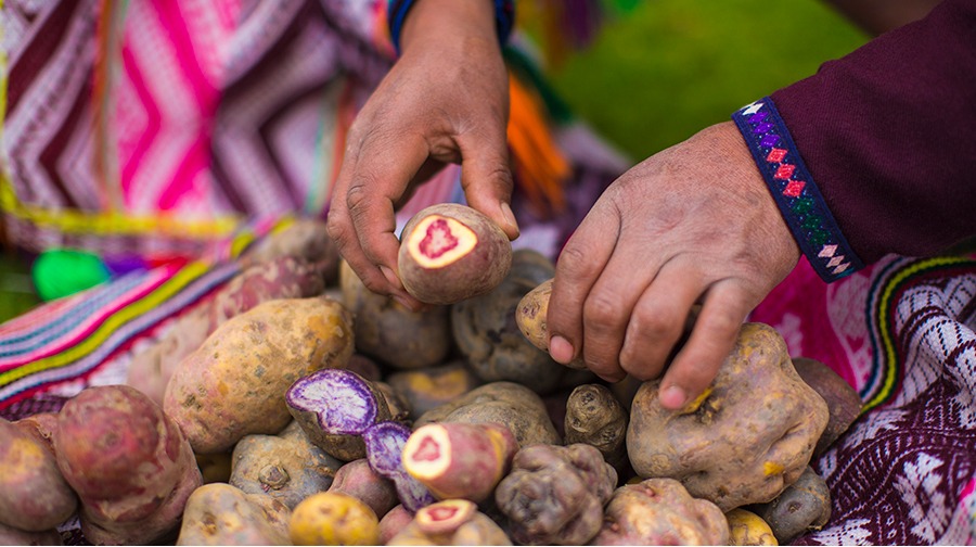 Domesticated on the banks of Lake Titicaca, this super food tuber saved the world from famine.