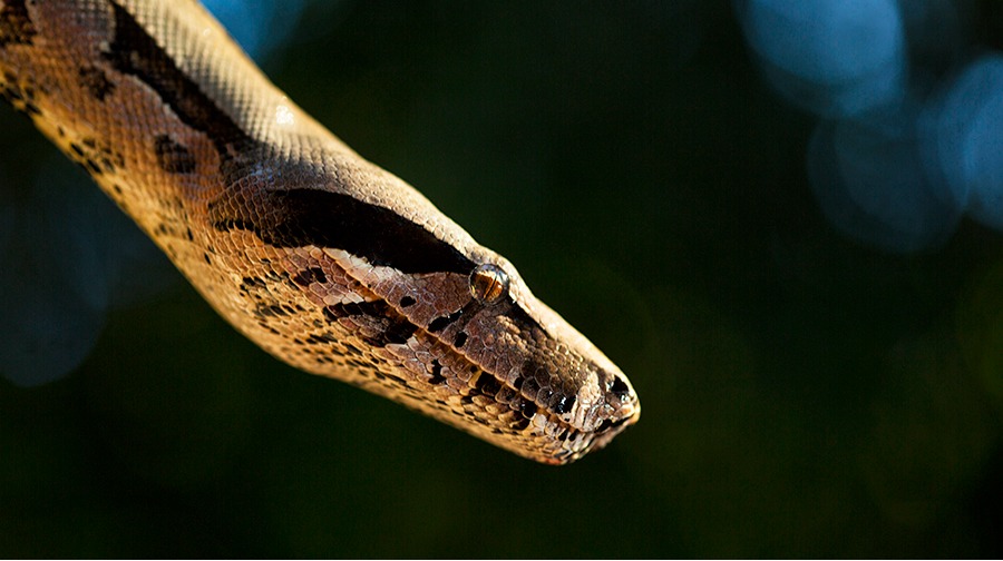 Snakes, turtles, lizards and alligators. Learn more about Peruvian reptiles.