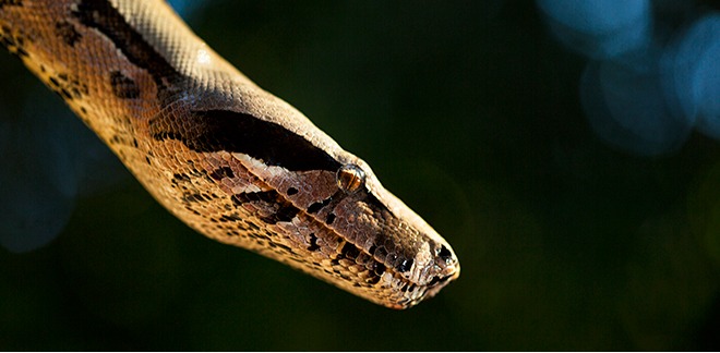 Snakes, turtles, lizards and alligators. Learn more about Peruvian reptiles.