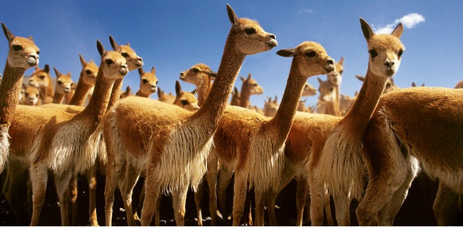 The vicuña, protected and representative animal of Peru