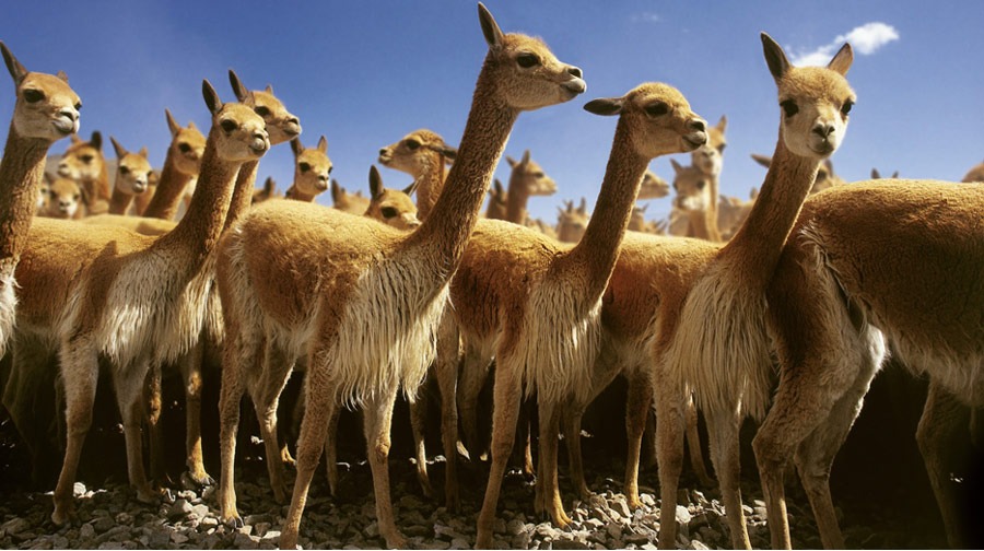 The vicuña, protected and representative animal of Peru