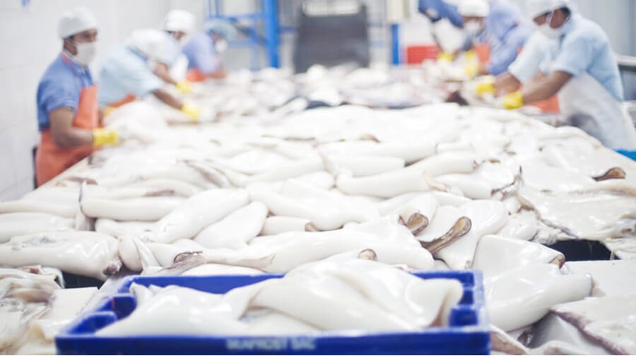 Giant Squid: leader in fishery exports