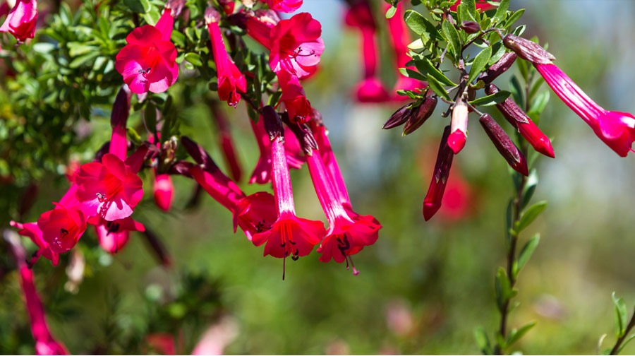 5 flores de la biodiversidad del Perú