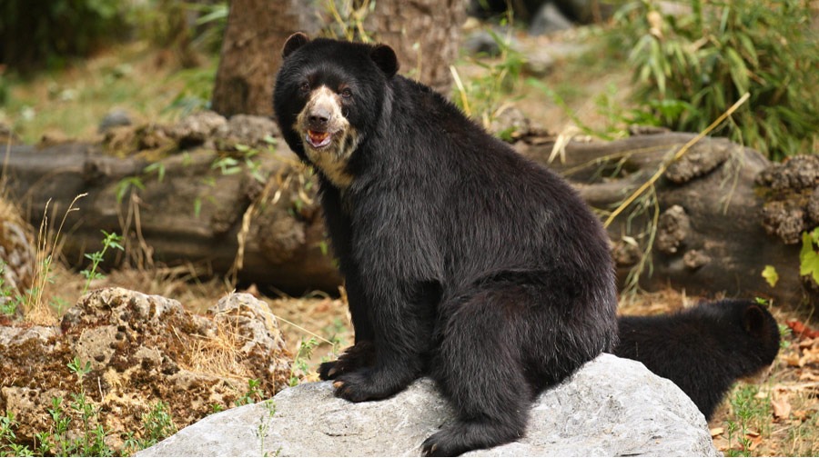 The Spectacled Bear or Andean Bear.