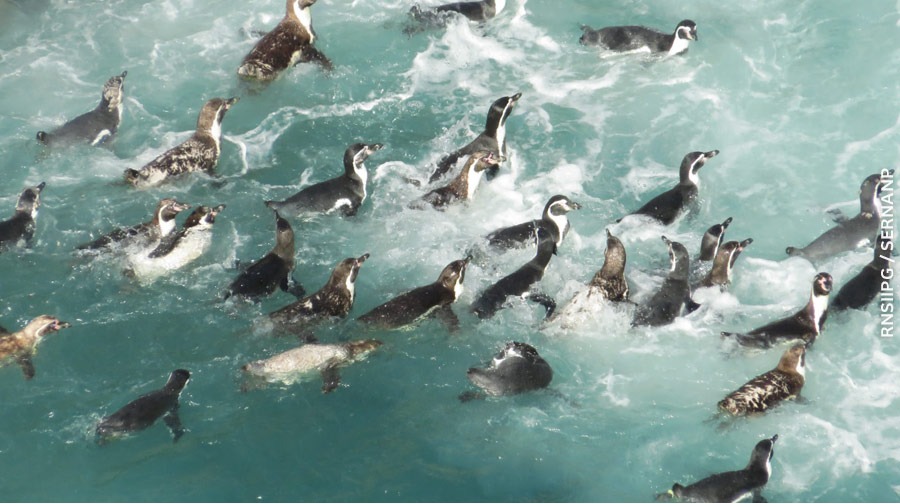 The Humboldt penguin is in danger of extinction.