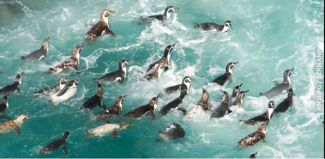 The Humboldt penguin is in danger of extinction.