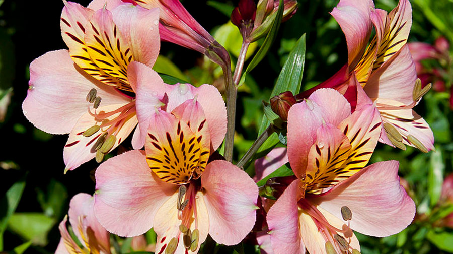 Conoce 5 flores emblemáticas de la biodiversidad del Perú