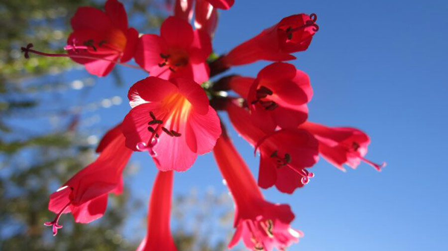 Conoce 5 flores emblemáticas de la biodiversidad del Perú