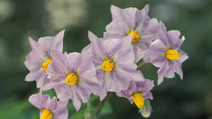 Conoce 5 flores emblemáticas de la biodiversidad del Perú