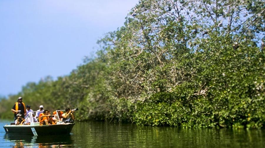 Cocodrilo de Tumbes, el único cocodrilo que habita en el Perú, aparece en las monedas de un sol