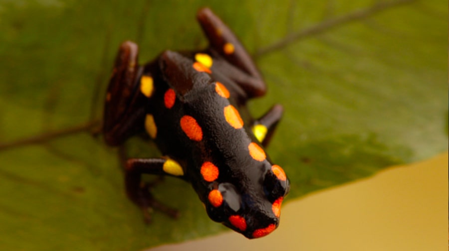 ¡Cuidemos nuestra biodiversidad! Estas son 5 especies peruanas de anfibios