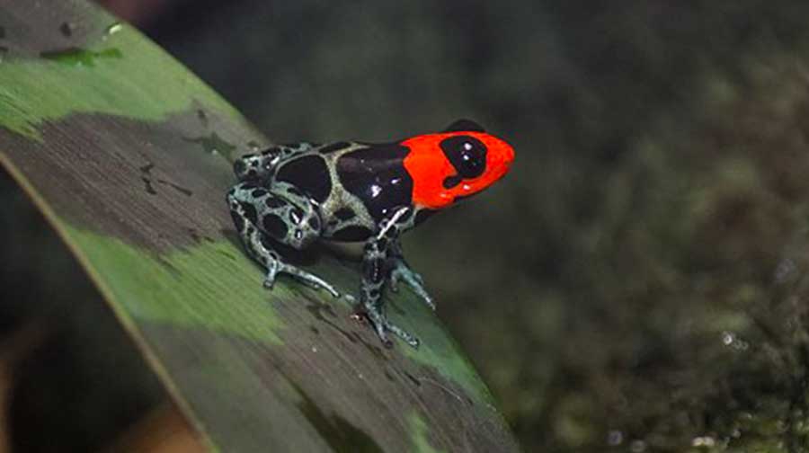 ¡Cuidemos nuestra biodiversidad! Estas son 5 especies peruanas de anfibios