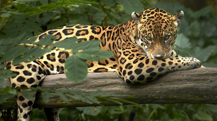 Biodiversidad en el Perú: Conoce 5 magníficos felinos que habitan en el Perú