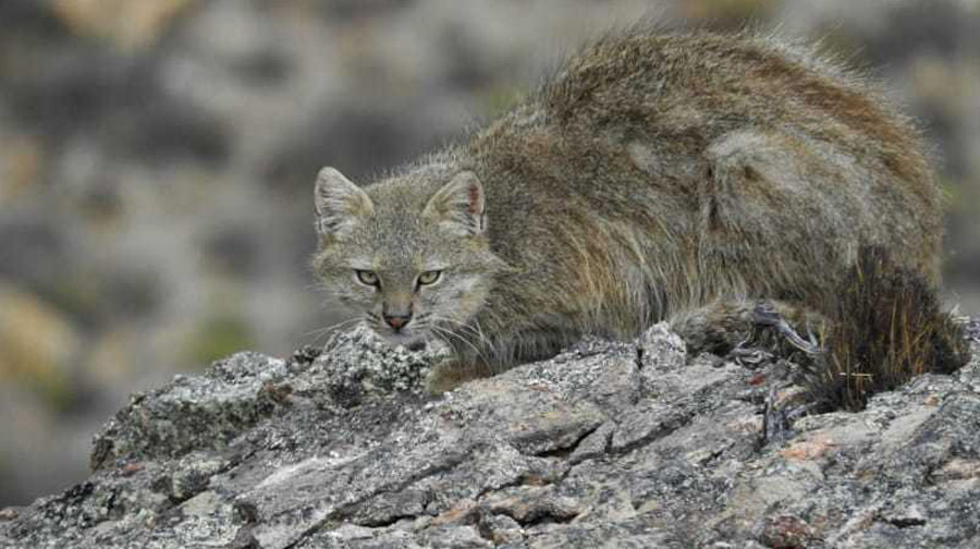 Biodiversidad en el Perú: Conoce 5 magníficos felinos que habitan en el Perú