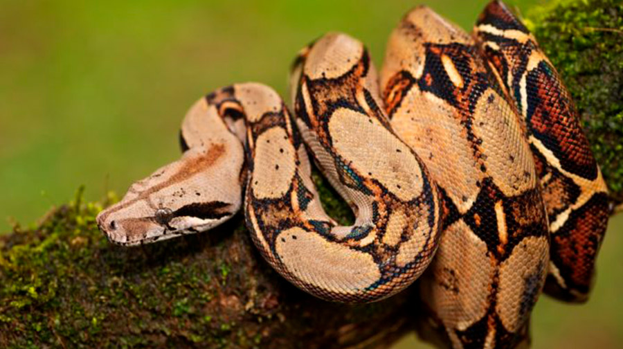 ¡Perú megadiverso! Estos son seis reptiles peruanos que no conocías