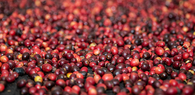 Huánuco Coffee