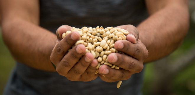 la Ruta del Café por las regiones del Perú