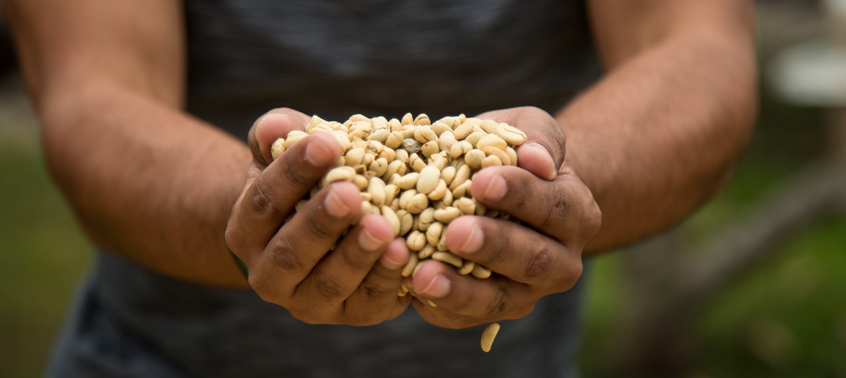 Coffee Route through the regions of Peru