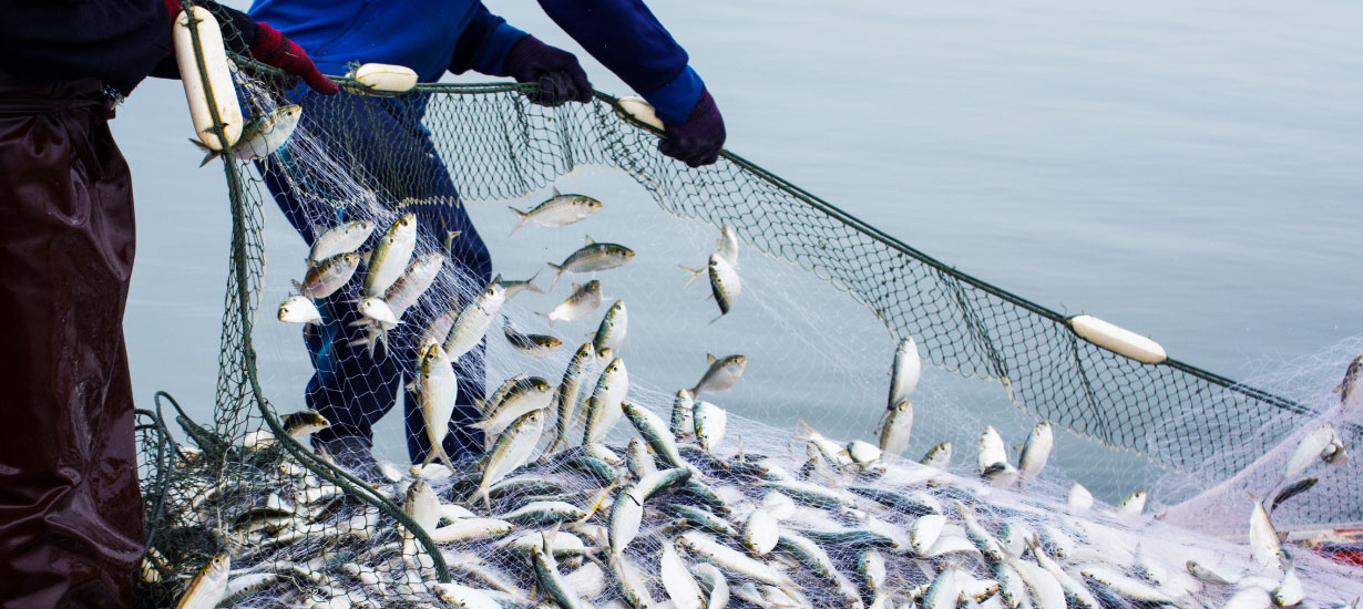 Peruvian superfishing takes the world by storm