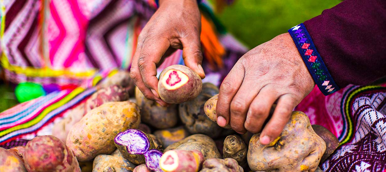 International Potato Day