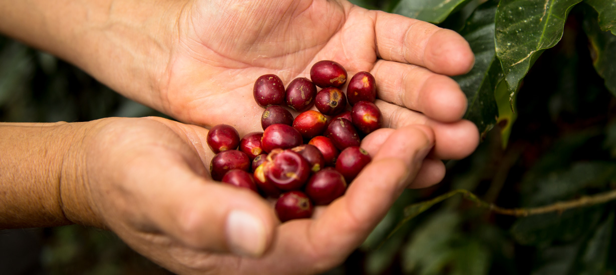 Ruta del Café por las regiones del Perú 