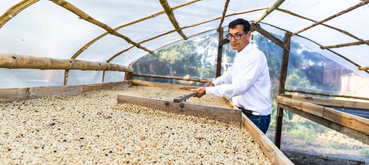 Ruta del Café por las regiones del Perú 